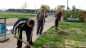 Plantare artari